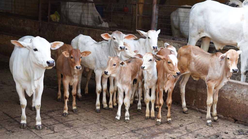 Calves at Guntur Gosala