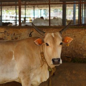 A cow in her stall at Guntur Gosala