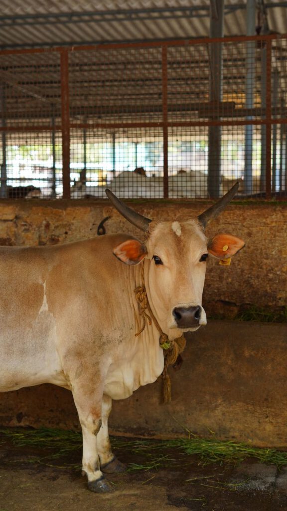 A cow in her stall at Guntur Gosala