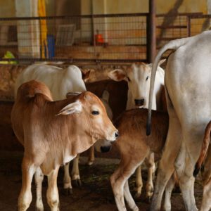 Calves and cows together at Guntur Gosala