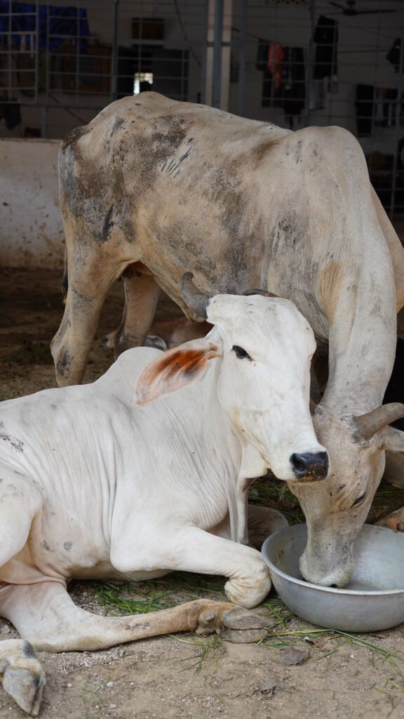 Cows eating from a feed bowl at Guntur Gosala