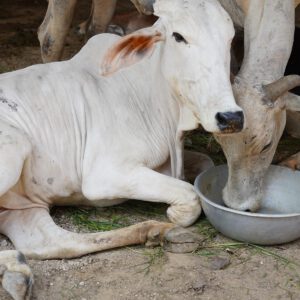 Cows eating from a feed bowl at Guntur Gosala