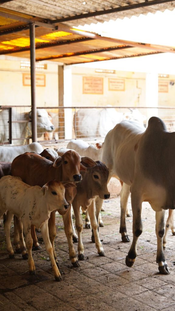 Calves under the shed at Guntur Gosala