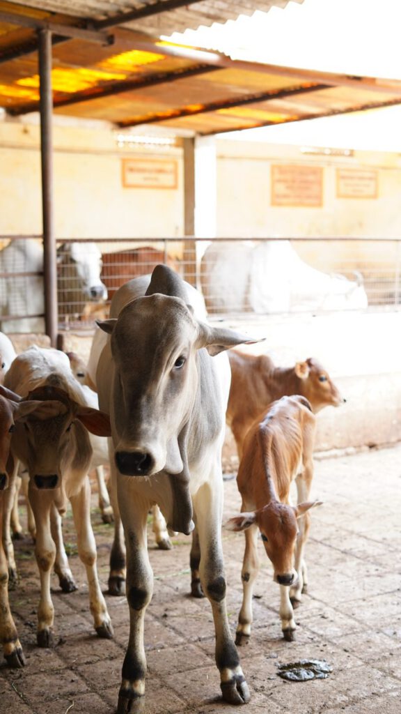Cow and calves walking at Guntur Gosala