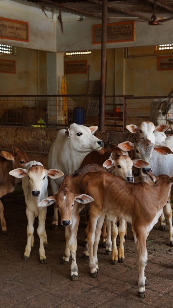 Calves in the shed