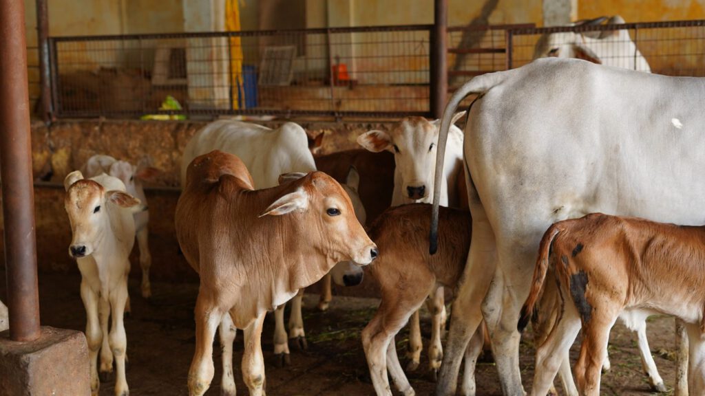 Young calves with the herd at Guntur Gosala