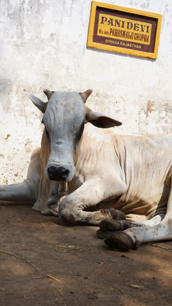 Cow resting in the yard at Guntur Gosala
