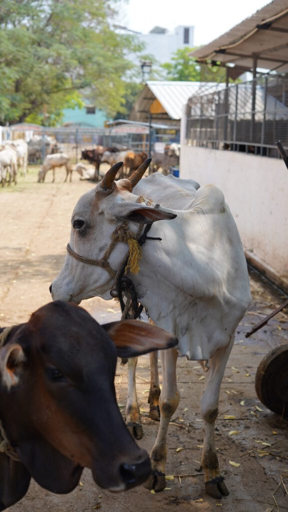 Cows in the open yard at Guntur Gosala