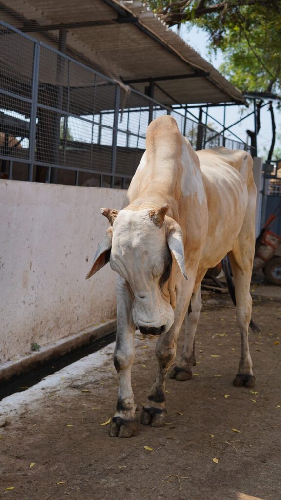 White cow walking at Guntur Gosala