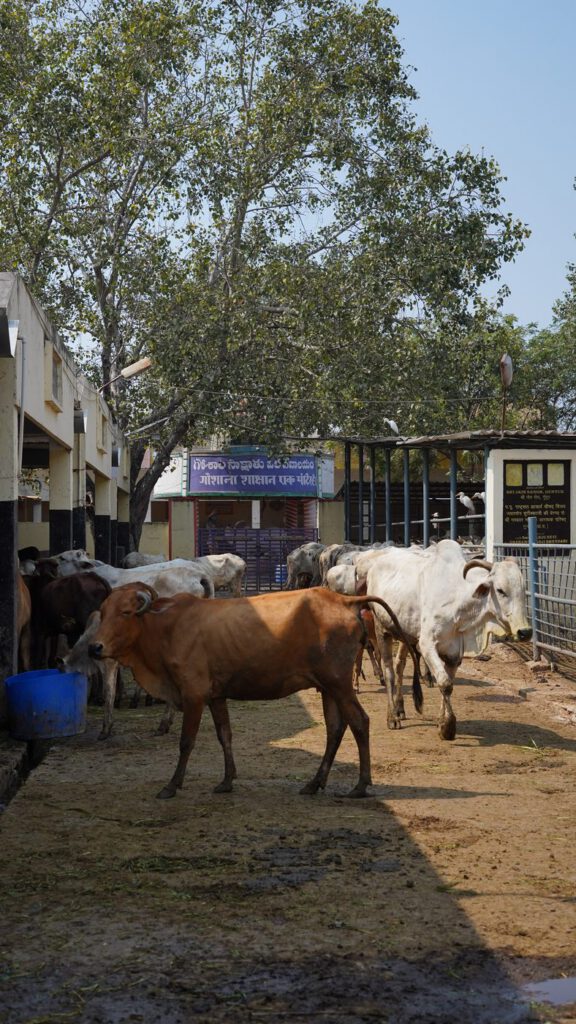 Cows in the sunlit yard at Guntur Gosala