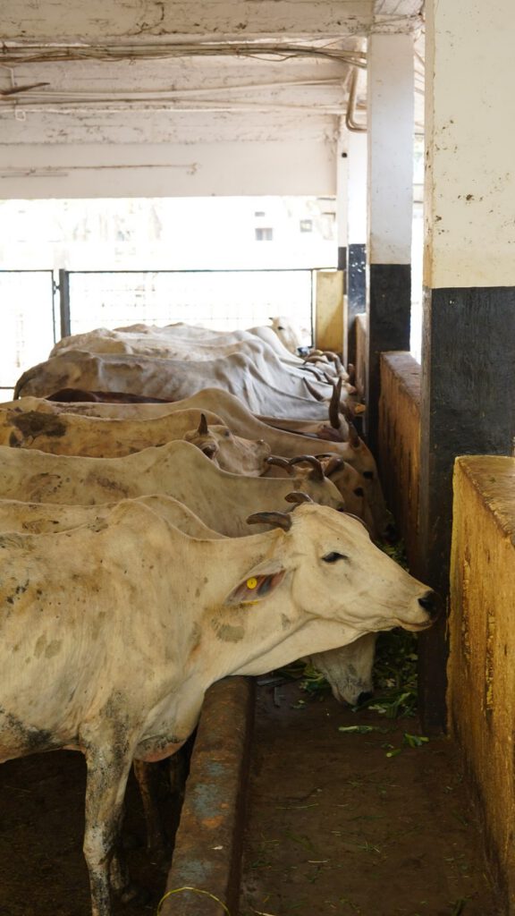 Cow at the trough at Guntur Gosala