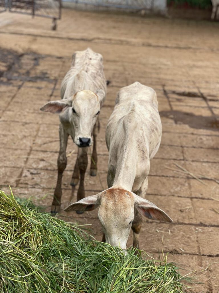Calves eating green fodder at Guntur Gosala