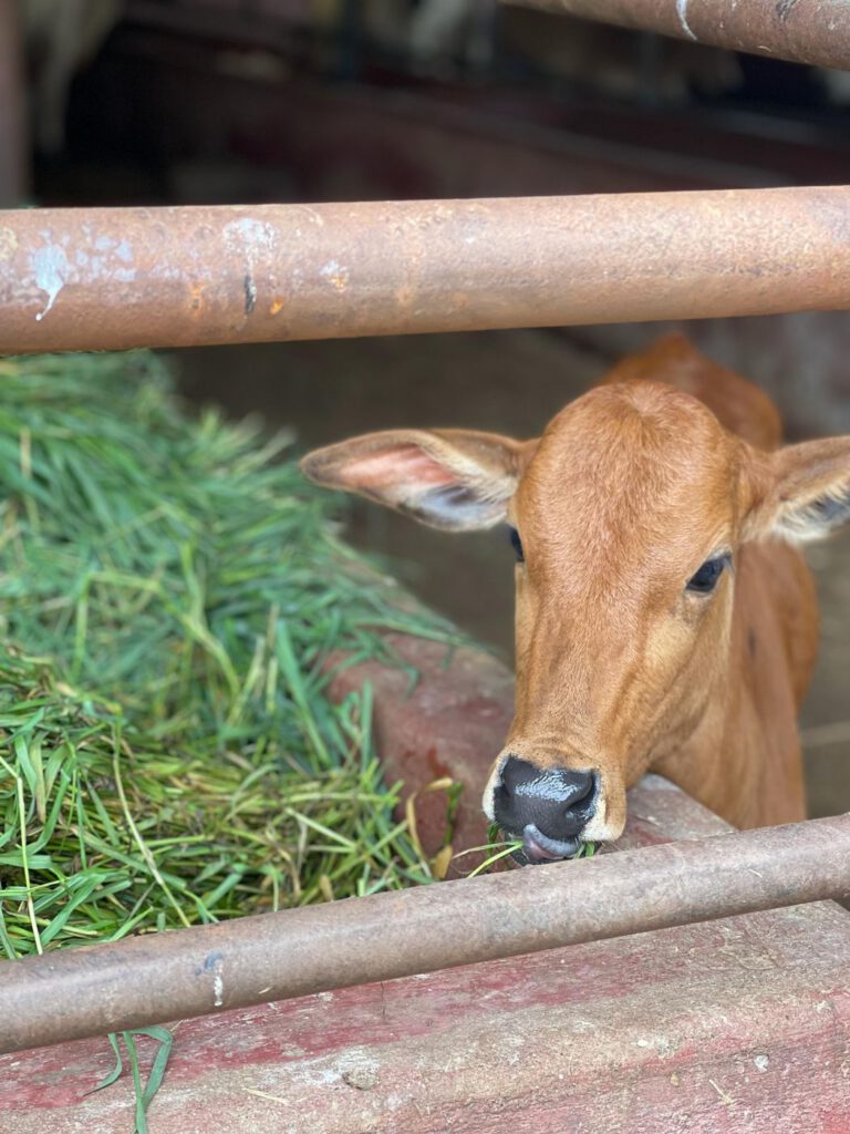 A calf eating fodder