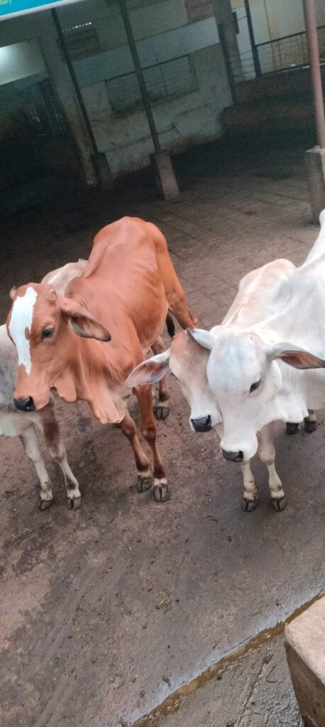 Calves in the shed at Guntur Gosala