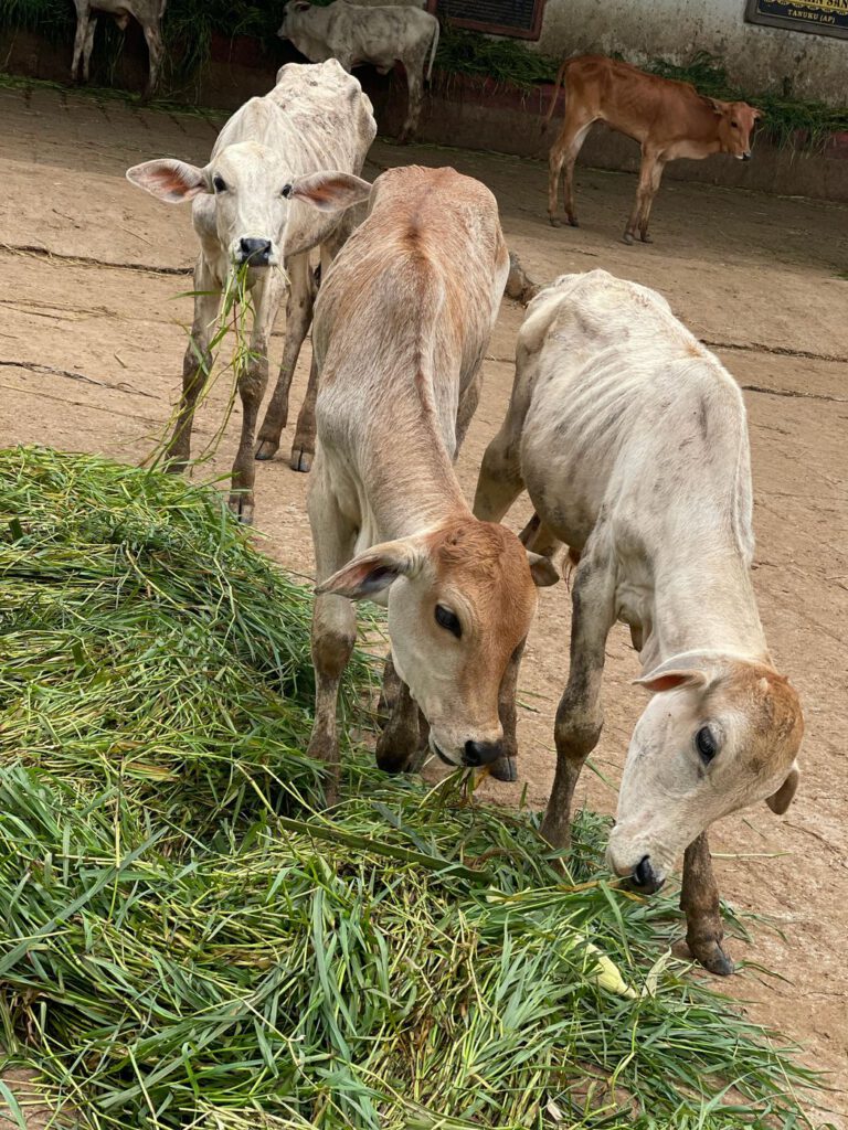 Calves at the fodder