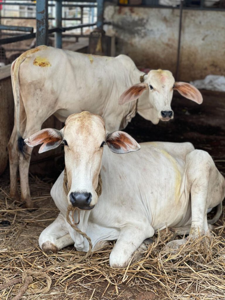 Two cows resting on straw