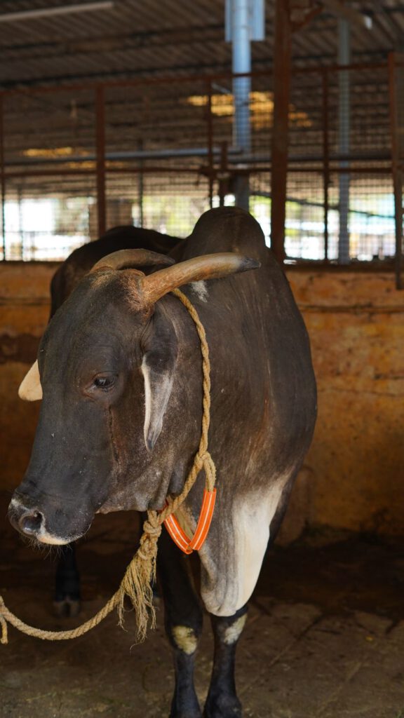 A dark cow in the shed