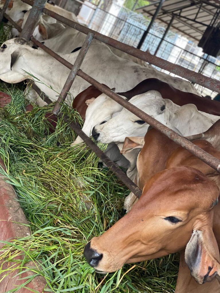 Cows at the fodder trough