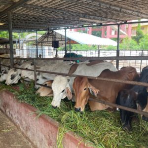 Cows eating green fodder at the trough