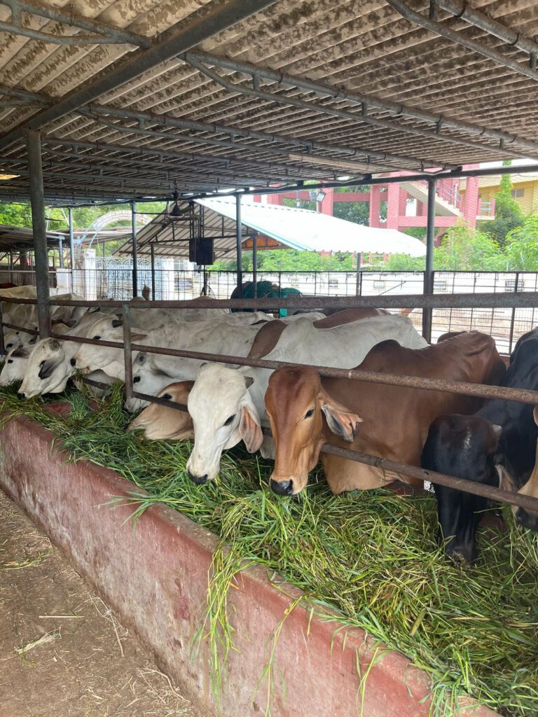 Cows eating green fodder at the trough