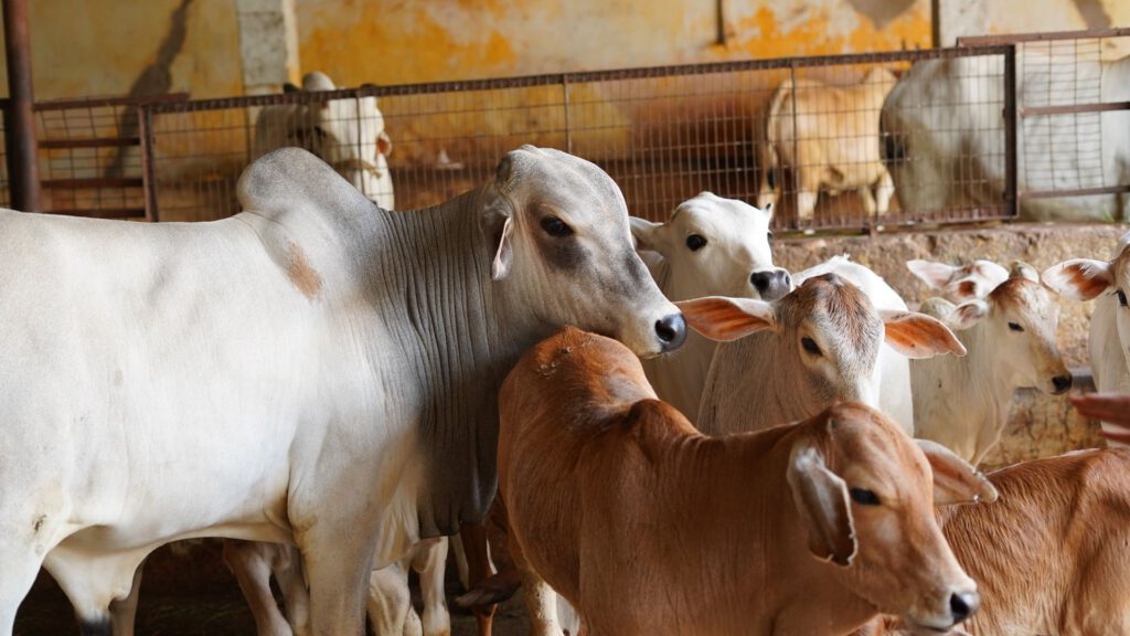 Cows and calves in the shed at Guntur Gosala