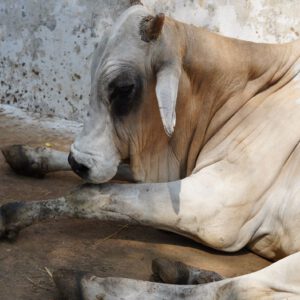 A cow resting at Guntur Gosala