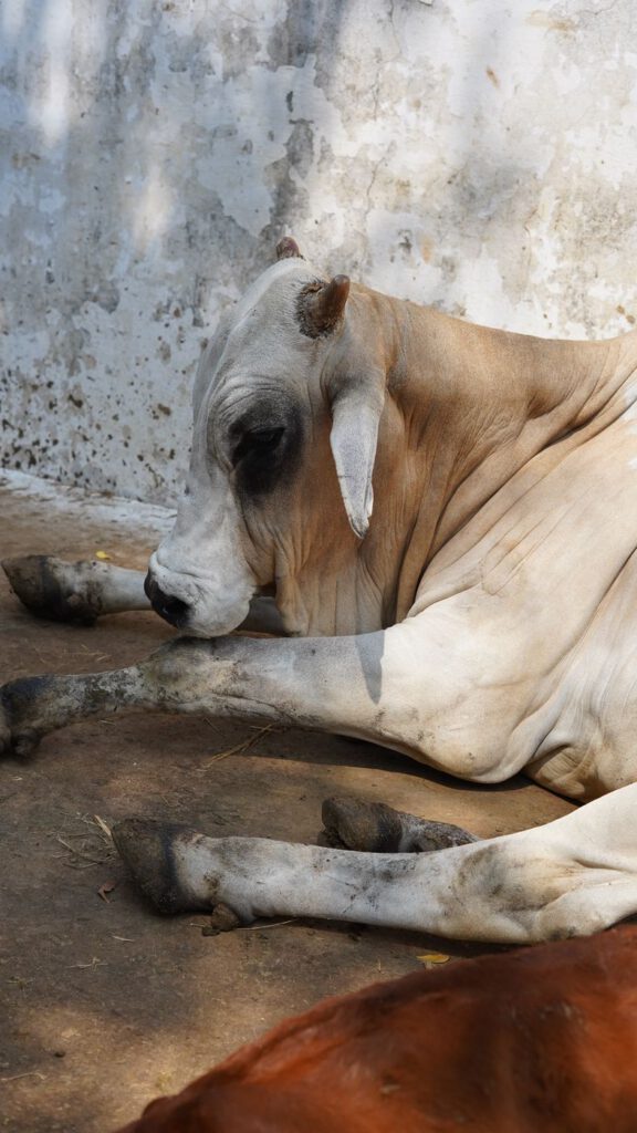 A cow resting at Guntur Gosala