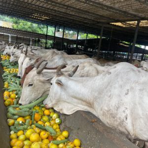 Cows enjoying a feast of fruit