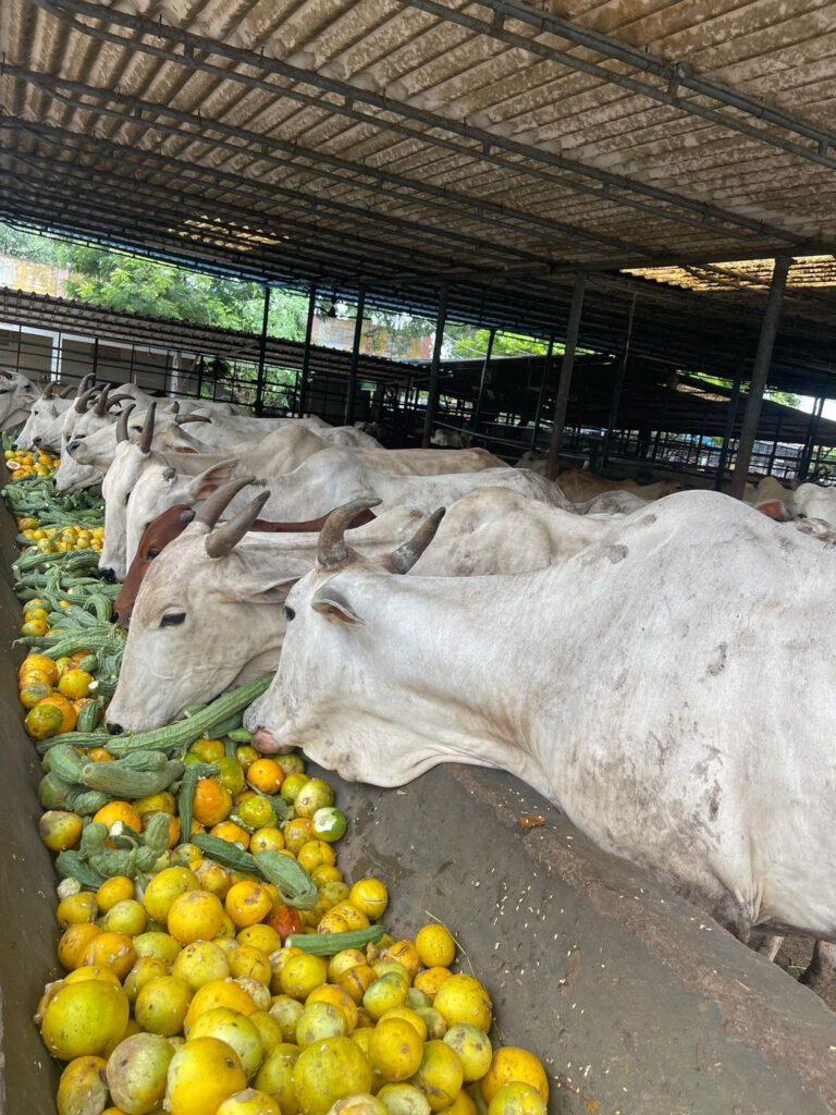 Cows enjoying a feast of fruit